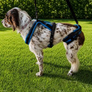 Dog Harness