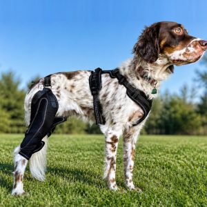 Dog Knee Brace